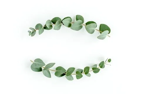 Wreath frame made of branches eucalyptus and leaves isolated on white background Stock Photos