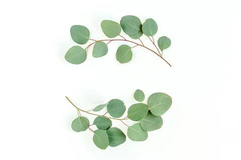 Wreath frame made of branches eucalyptus and leaves isolated on white background Stock Photos