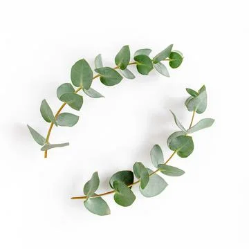 Wreath frame made of branches eucalyptus and leaves isolated on white background Stock Photos