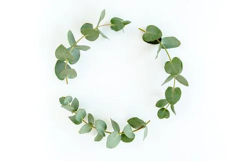 Wreath frame made of branches eucalyptus and leaves isolated on white background Stock Photos