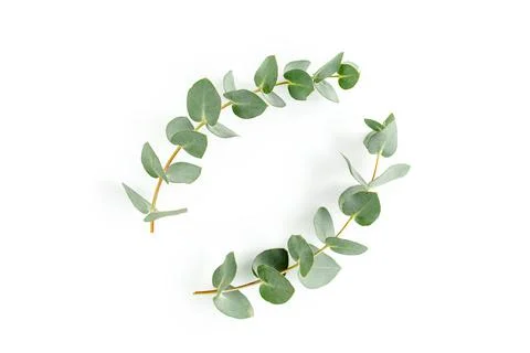 Wreath frame made of branches eucalyptus and leaves isolated on white background Stock Photos