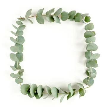Wreath frame made of branches eucalyptus and leaves isolated on white background Stock Photos