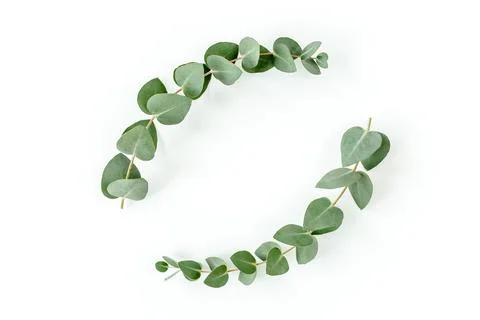 Wreath frame made of branches eucalyptus and leaves isolated on white background Stock Photos