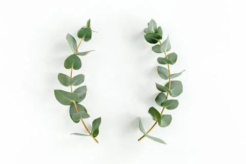 Wreath frame made of branches eucalyptus and leaves isolated on white background Stock Photos