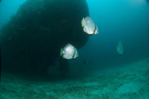 Wreck with batfish. Stock Photos