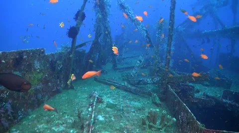 Wreck with plenty fish Stock Footage 52601846
