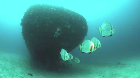Wreck with a school of spadefish, Batfish Stock Footage 58778397