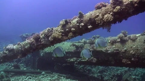 Wreck ship underwater on coral reef Abu Nuhas on blue background in Red sea. Stock Footage