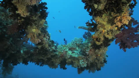 Wreck structure covered by the corals Видео 22734534