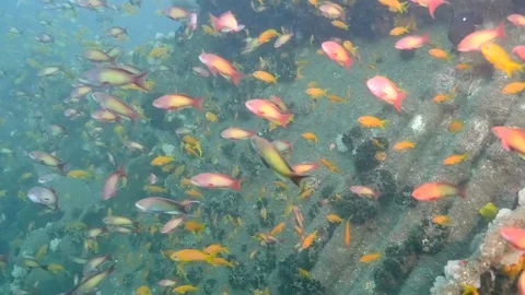 Wreck teeming with brightly voloured reef fish Stock Footage 95335938
