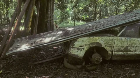 Wrecked car in the jungle Stock Footage 56620077