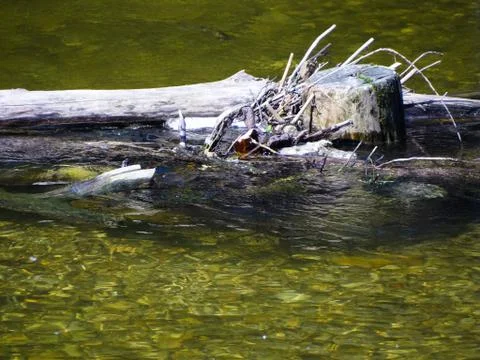 Wrecked tree trunks in water Stock Photos