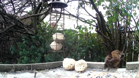 Wren And Blue Tit Stock Footage 234507809