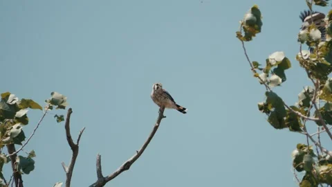 Wren attacking kestrel on tree top in slow motion Stock Footage 281216469