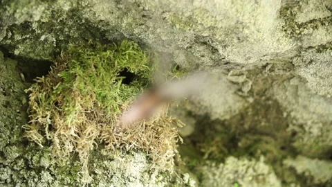 Wren back to nest slowmo Video stock 148340836