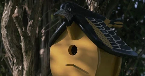 Wren Bird Stock Footage 43078380