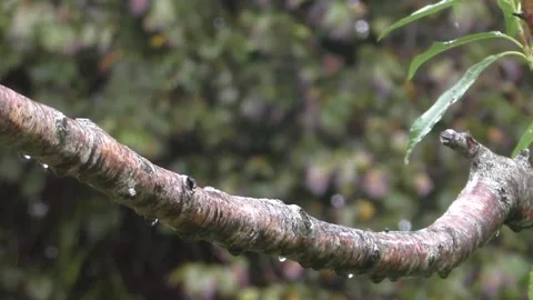 Wren Bird Stock Footage 229775261