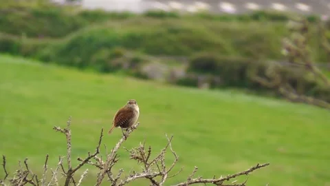 Wren Bird Singing Stock Footage 229825686