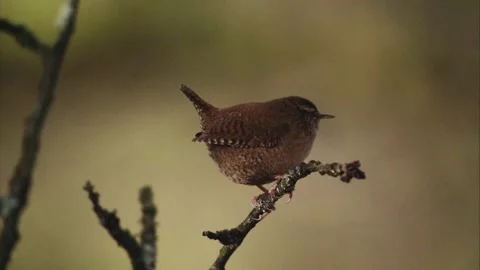 Wren on a branch in autumn Stock Footage 285404872