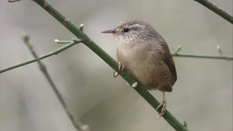 Wren on a branch Stock Footage 246362920