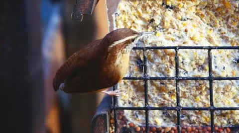 Wren Eating Suet  Stock Footage 10573971