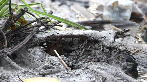 Wren eats ant, 4K slomo Stock Footage 169104051