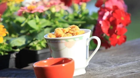 Wren eats suet from teacup Stock Footage 74900227