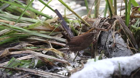 Wren eats a worm, close up, 4K slomo Stock Footage 169104074