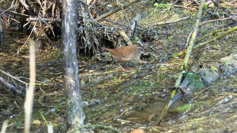 Wren feeding in the undergrowth 스톡 동영상 88037510