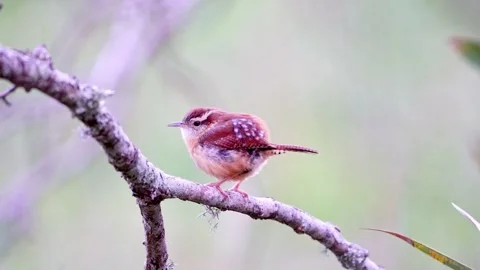 Wren with Fluffed Feathers - Watching as Wind Blows Video stock 306799408