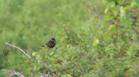 Wren Video stock 11411880