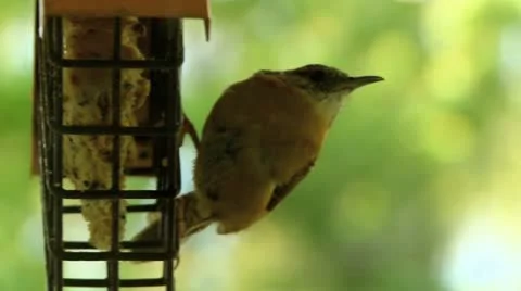 Wren Stock Footage 11877282