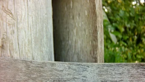 Wren Video stock 280022639