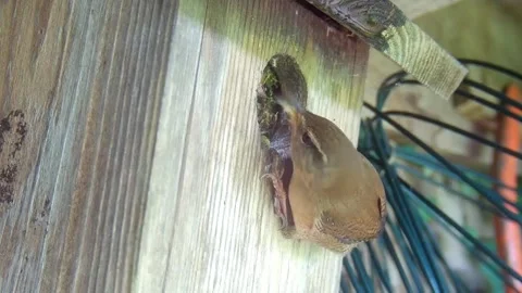 Wren Video stock 280030187