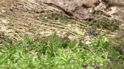 Wren on the ground Stock Footage 246362865
