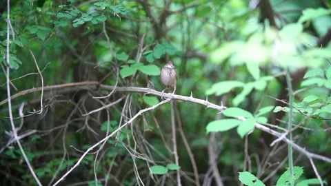 Wren insect branch Video stock 148479777