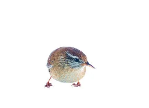 Wren. Isolate on white background Stock-Fotos