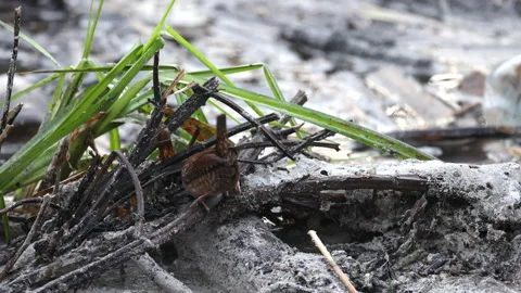 The wren is looking for worms in twigs, 4K slomo Stock Footage 169102793