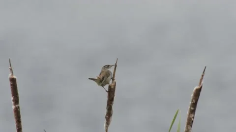 Wren, marsh, on cattail seed head, with lake background, 4k Stock Footage 168767254