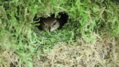 Wren nest closeup Stock Footage 148479562