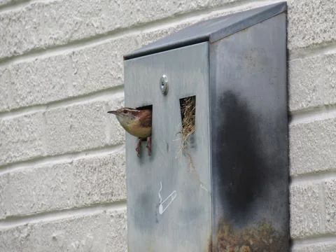 Wren in a Nesting Box Stock Photos