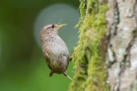 Wren nesting Stock Photos