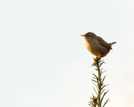 Wren perched backlit Stock-Fotos