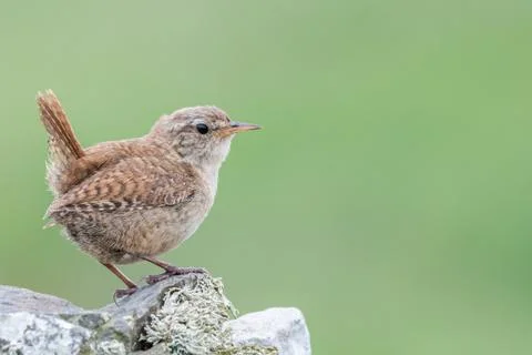 Wren perching on rock Foto stock