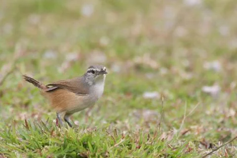 Wren Stock Photos