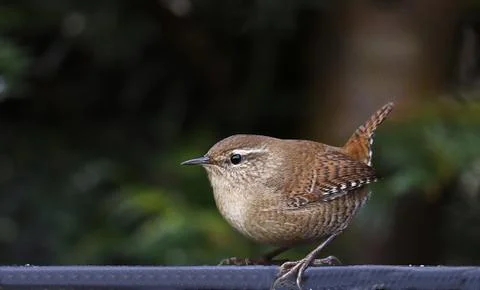 Wren Фото
