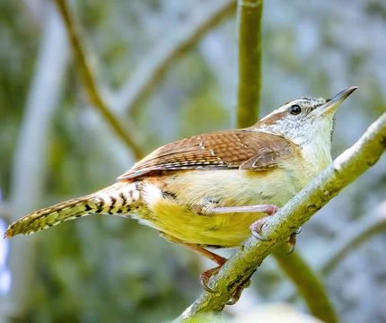 Wren Stock Photos