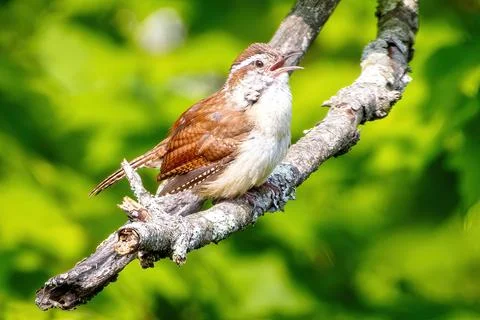 Wren Stock Photos