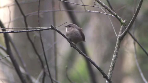Wren is singing on a branch in spring Stock Footage 263189622