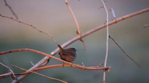 Wren singing inside the bush at early morning Stock Footage 122911643